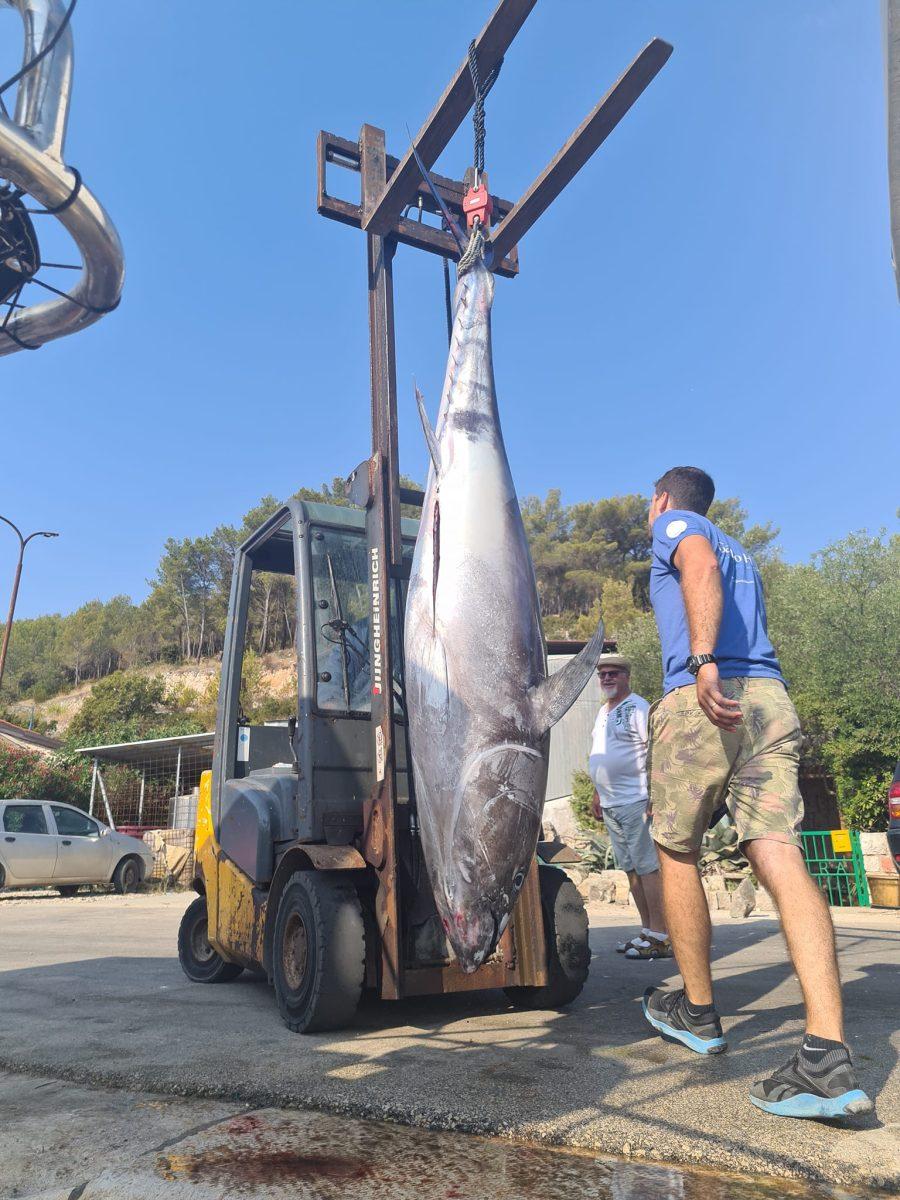 Maro Sekulo Tuna 1
