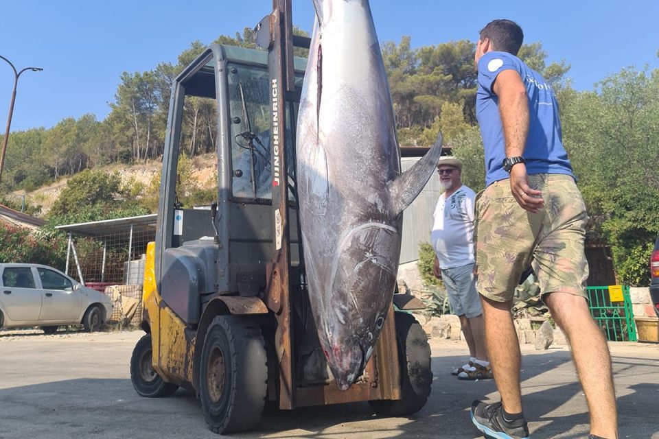 ULOVLJENA KOD VISA Maro Sekula pohvalio se tunom od čak 160 kilograma!