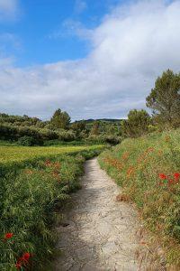 terezina orlic camino11