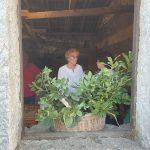 Blagdan Velike Gospe Mljet 2