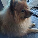 koko
