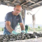 reportaza ston peljesac ivica bebek 4