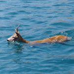srna rijeka dubrovacka ombla3