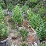 korcula marihuana 1