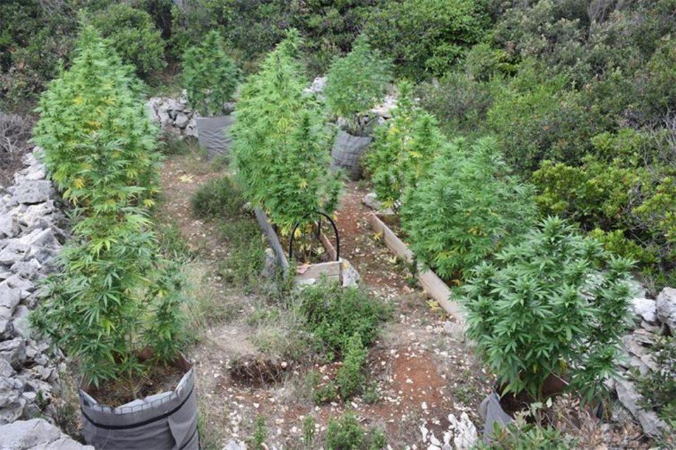U Korčuli kod 38-godišnjaka pronađeno dvadeset stabiljka marihuane