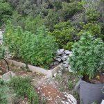 korcula marihuana 2