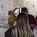 sova stradun 1
