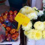 cvijece placa 20