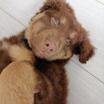 teddy 7