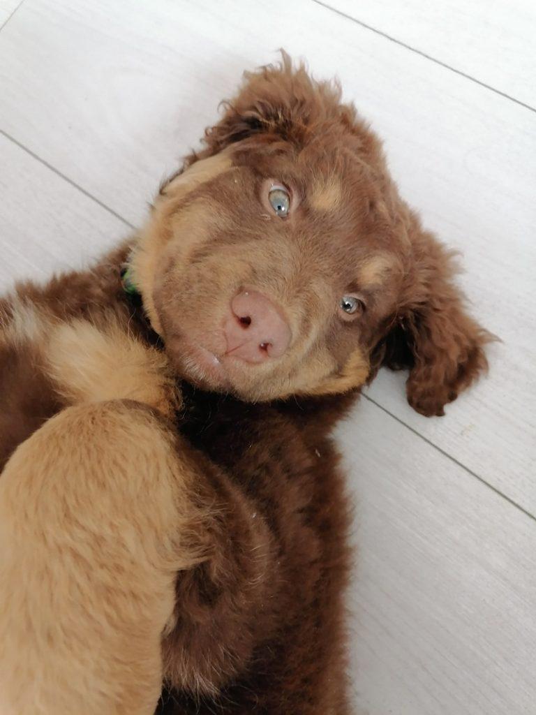 teddy 7