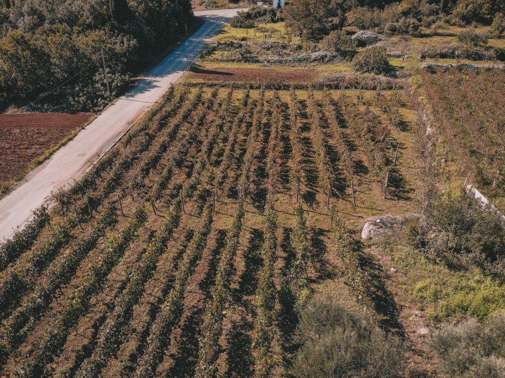 Vinarija Crvik najavljuje Lorka 1 1