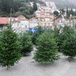 prodaja bozicnih jelki Gruz 1
