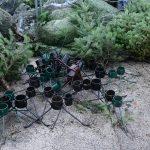 prodaja bozicnih jelki Gruz 10