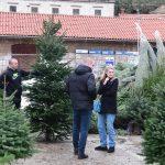 prodaja bozicnih jelki Gruz 2