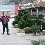 prodaja bozicnih jelki Gruz 5