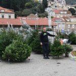 prodaja bozicnih jelki Gruz 8