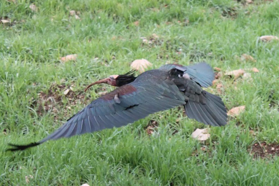 Stradala Gipsy, ženka ćelavog ibisa koja je obitavala u dolini Neretve