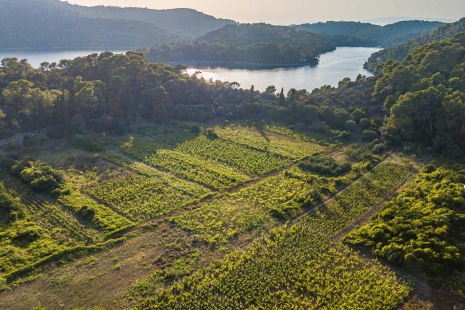 NACIONALNI PARK MLJET Osigurano 800 sadnica autohtonih sorti vinove loze