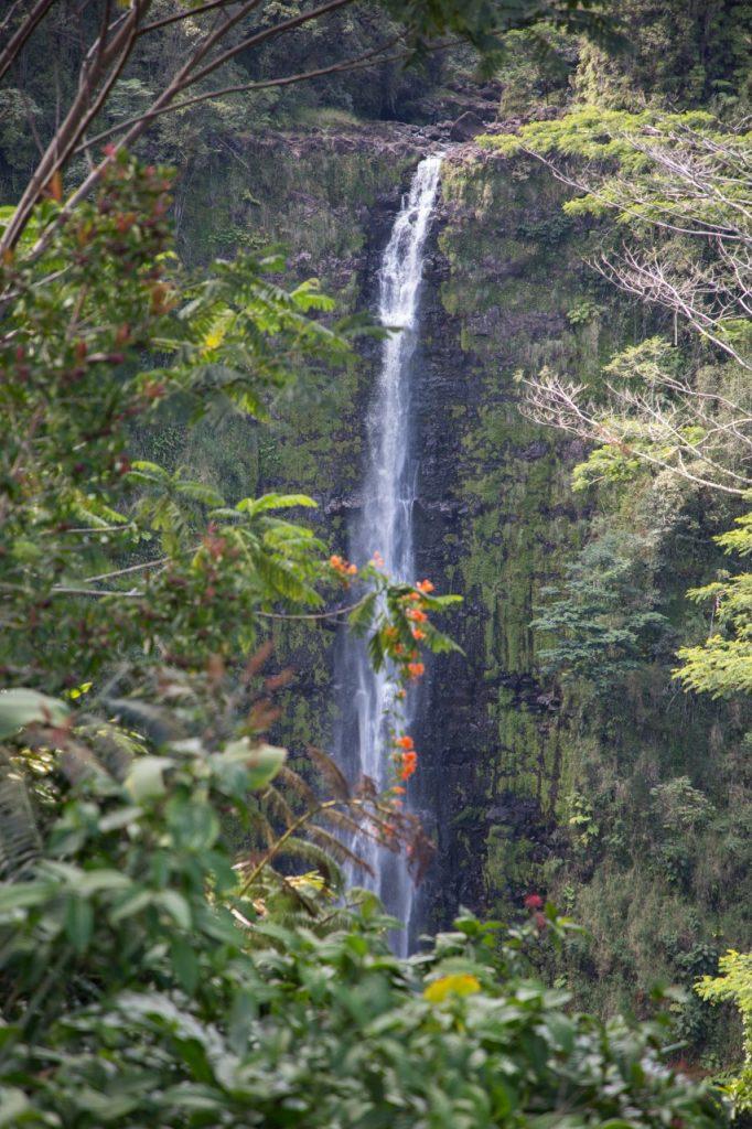 ivan vukovic vuka hawaii 1