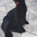 Bagira 1