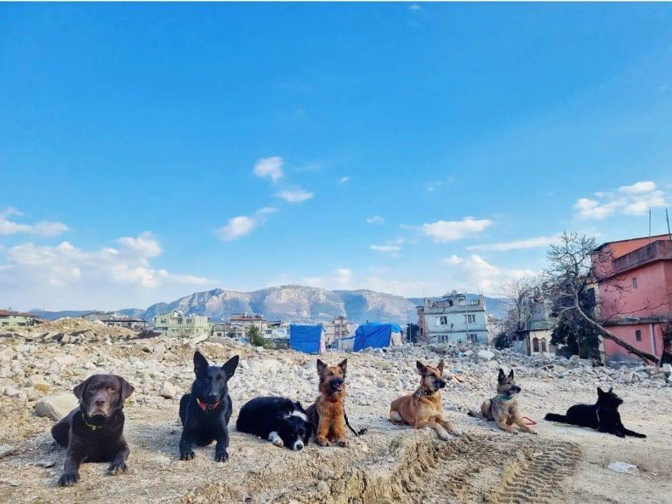 Psi Gizmo, Tesla, Ru, Dharma, Thomas, Tanda i Django pomažu u potrazi u Turskoj