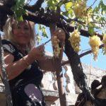 Dubrovcani izvan Grada Cvijeta Kapetanic 5