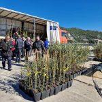 FOTO Rotary Club Dubrovnik u jos jednoj uspjesnoj akciji podijelio 700 sadnica maslina na Elafite 12
