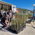 FOTO Rotary Club Dubrovnik u jos jednoj uspjesnoj akciji podijelio 700 sadnica maslina na Elafite 3