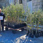 FOTO Rotary Club Dubrovnik u jos jednoj uspjesnoj akciji podijelio 700 sadnica maslina na Elafite 4