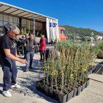 FOTO Rotary Club Dubrovnik u jos jednoj uspjesnoj akciji podijelio 700 sadnica maslina na Elafite 6