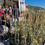 FOTO Rotary Club Dubrovnik u jos jednoj uspjesnoj akciji podijelio 700 sadnica maslina na Elafite 9