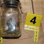 marihuana droga cavtat3