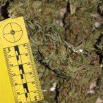 marihuana droga cavtat8