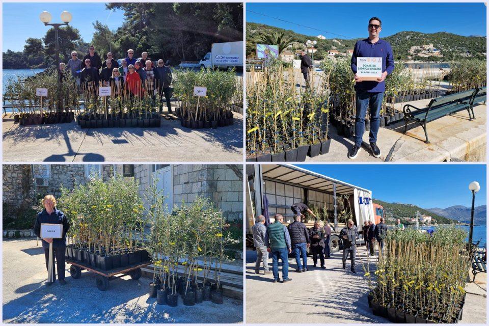 [FOTO] Rotary Club Dubrovnik u još jednoj uspješnoj akciji podijelio 700 sadnica maslina na Elafite