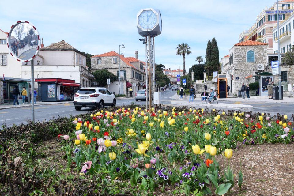 [FOTO] Pile cvjetaju zahvaljujući vrijednim rukama zaposlenika Vrtlara!