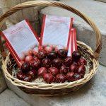 Uskrs u Dubrovniku tradicionalna penganja jaja 8