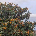 nespole