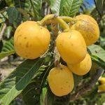 nespole2