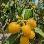 nespole4