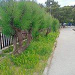 raste trava zelena 3