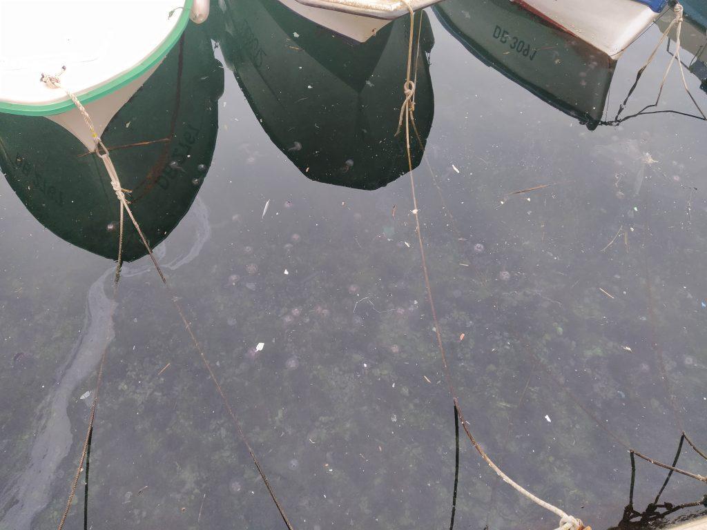 Znanstvenik Rade Garić o meduzama: Ako je netko baš osjetljiv, može dobiti mjehure na koži ili ožiljke 2 morska mjesecina meduza rade garic 2
