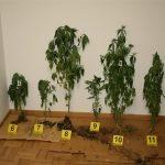 policija droga marihuana zapljena