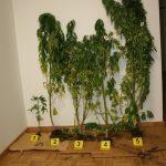 policija droga marihuana zapljena1