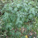 marihuana 2