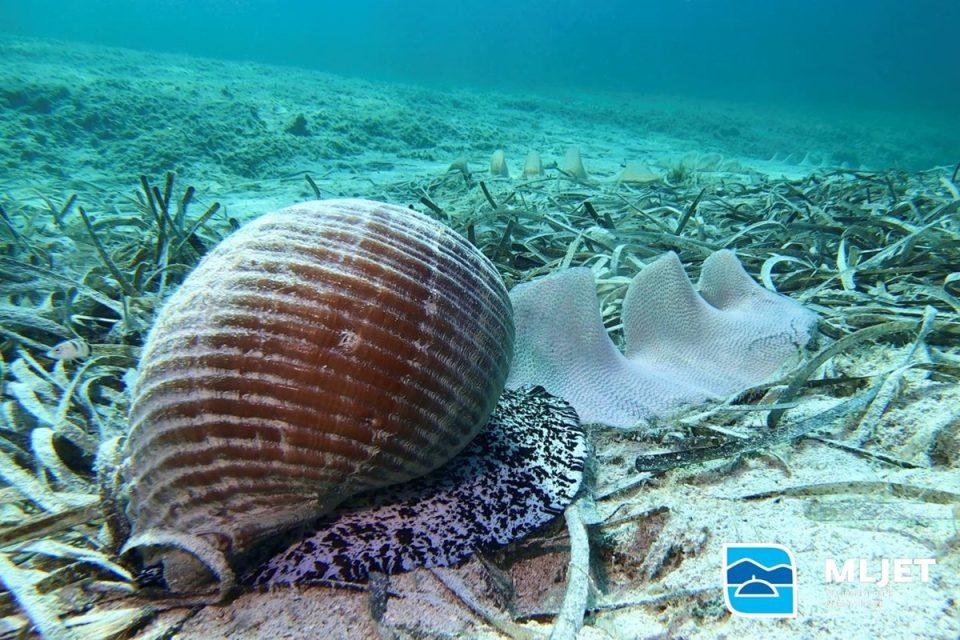 puz bacvas np mljet