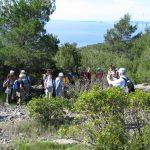 ante curac 4