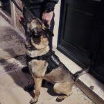 docek policija pas sky2