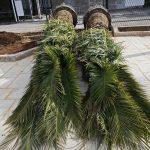 nove palme cavtat3