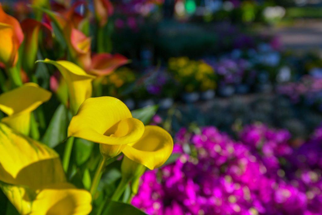 [FOTO] SAJAM CVIJEĆA Mirisi i šarenila proljeća privukli brojne posjetitlje