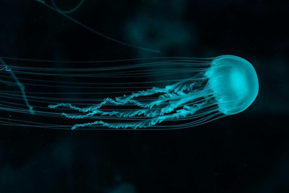 meduza jellfish unsplash